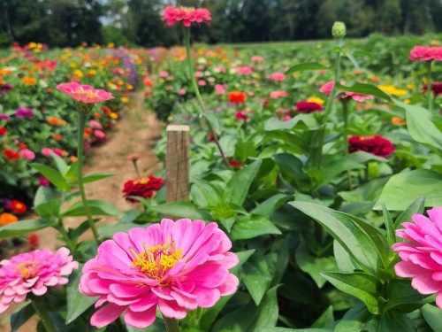 flower garden