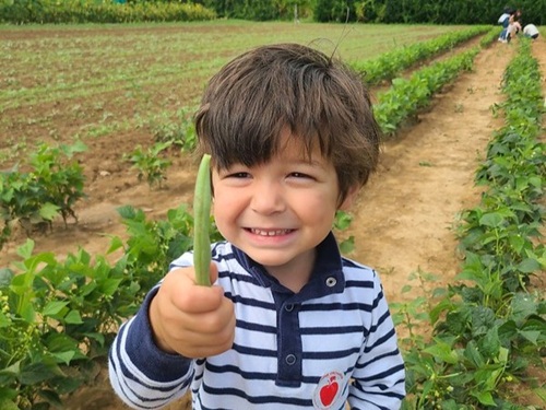 read and pick green beans 2