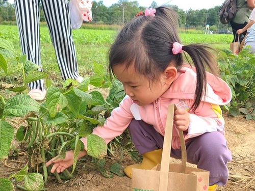 read and pick green beans