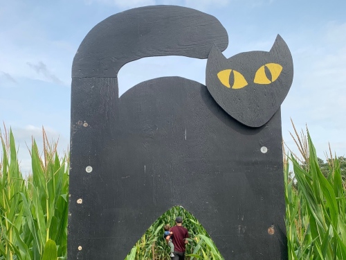 Cat stand in corn maze
