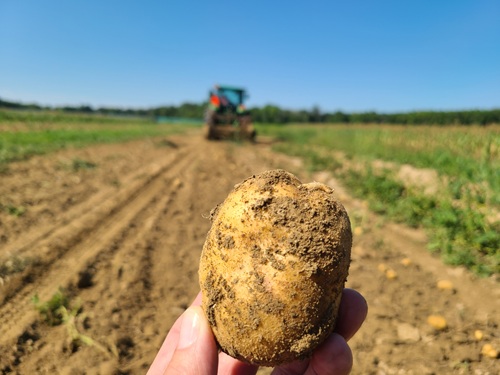 Freshly picked potato