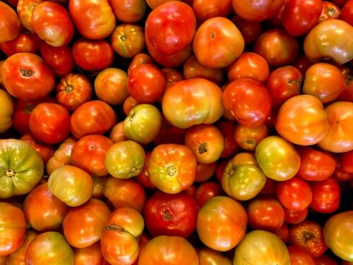 field tomatoes