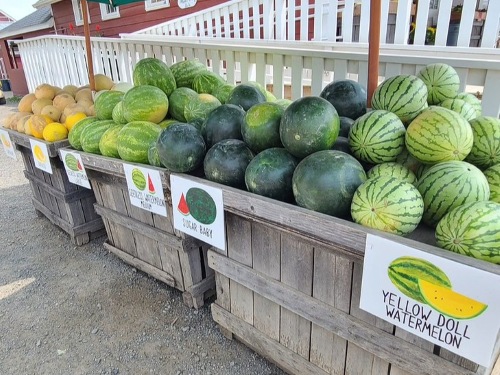 melons in bins