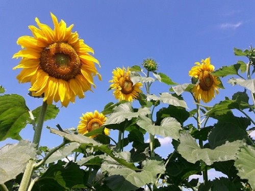 sunflower 2