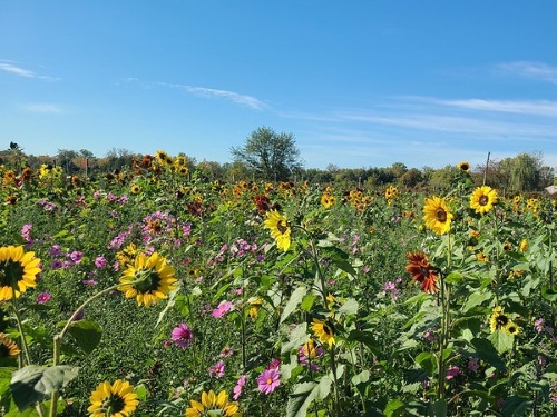 sunflower field sunflower field